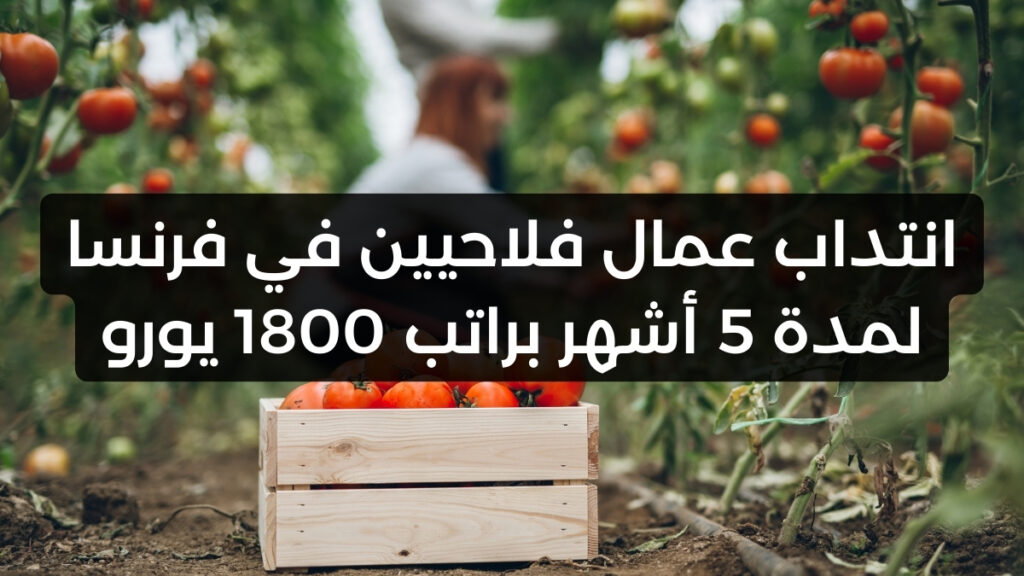 انتداب عمال فلاحيين في فرنسا لمدة 5 أشهر براتب 1800 يورو