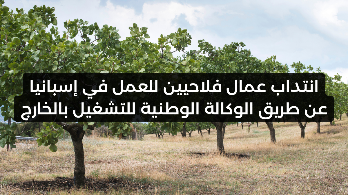انتداب عمال فلاحيين للعمل في إسبانيا عن طريق الوكالة الوطنية للتشغيل بالخارج